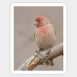 Beautiful House Finch in winter time Sticker